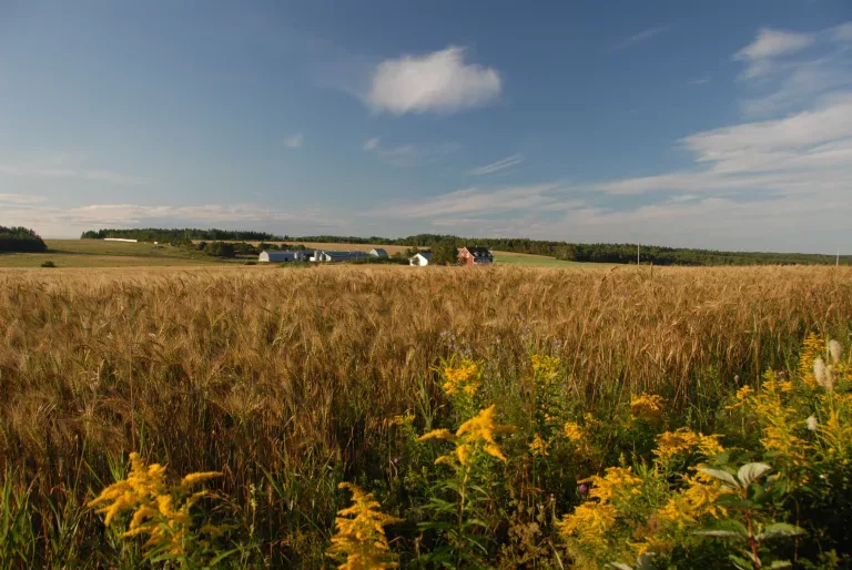 01392b5436e7db28b83161f989ca25cc26474100 Un champs