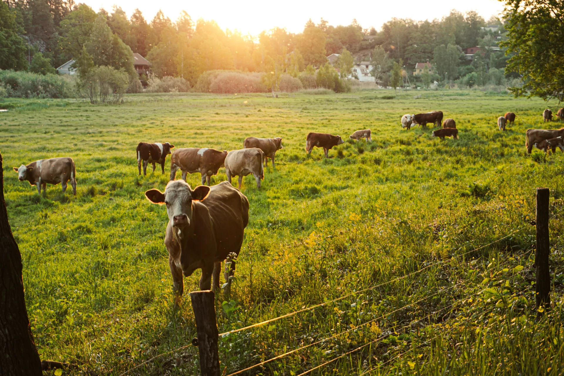 Agriclimat | Infolettre Agriclimat | Infolettre