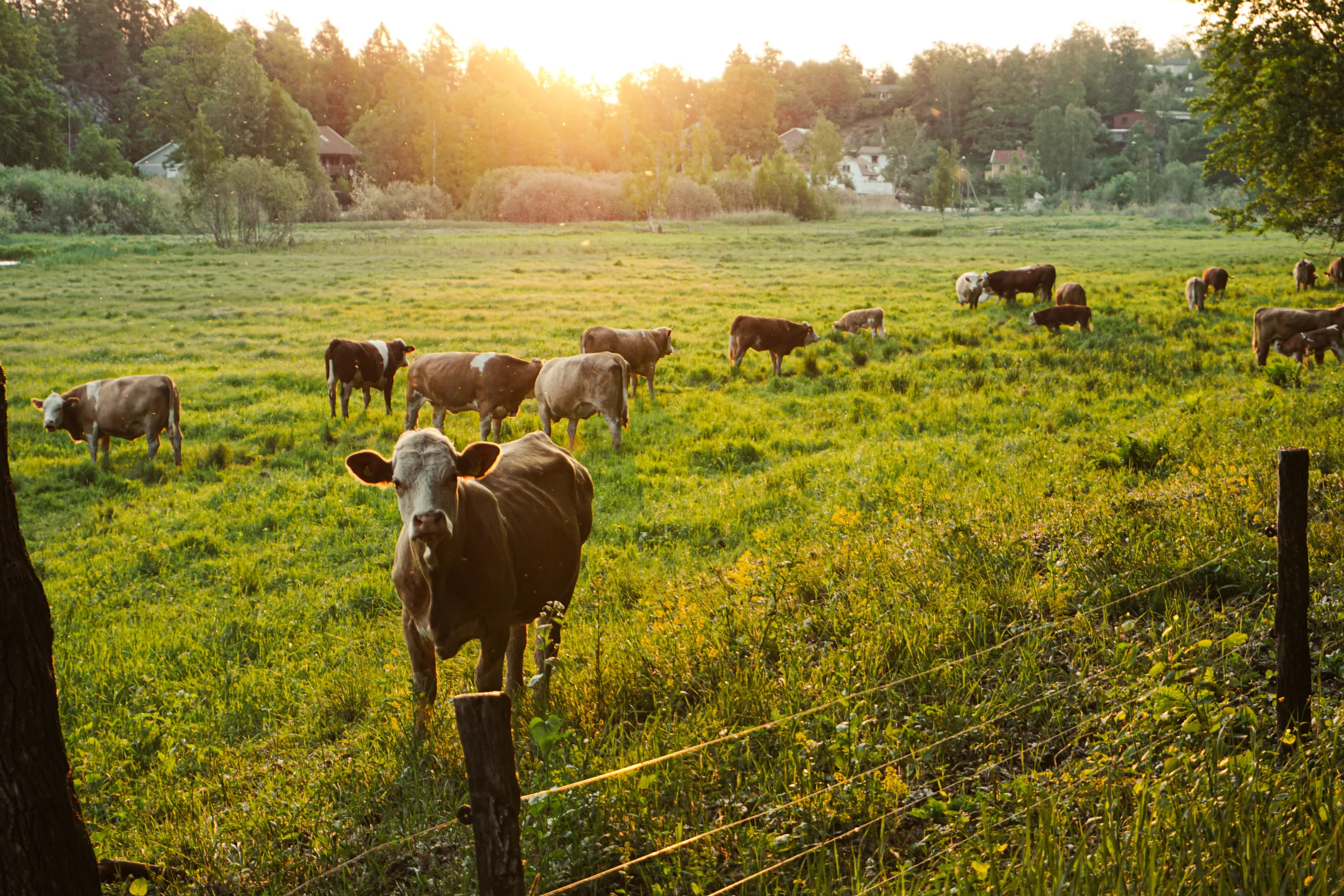 Agriclimat | Infolettre