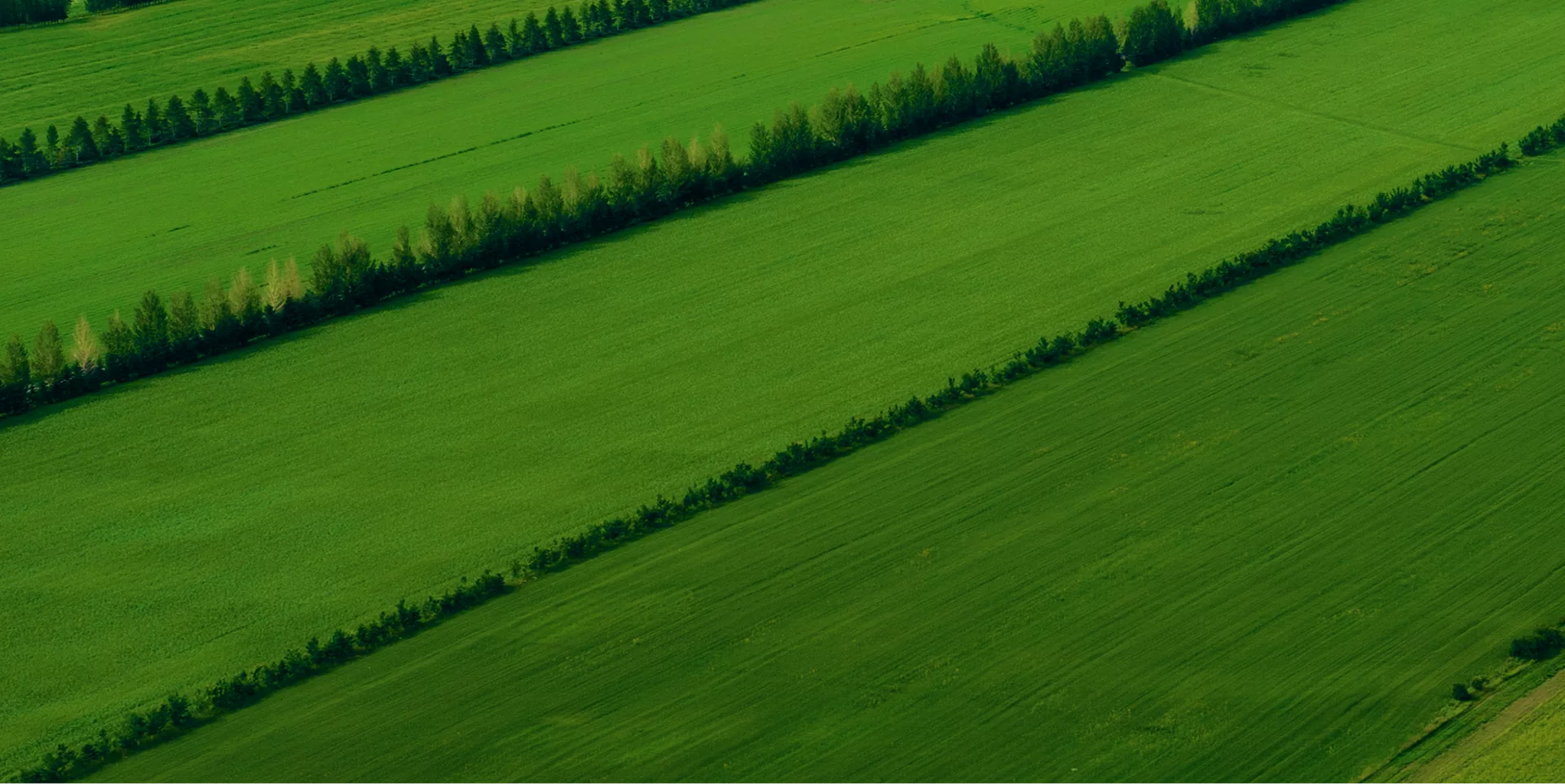 Champs d'agriculture