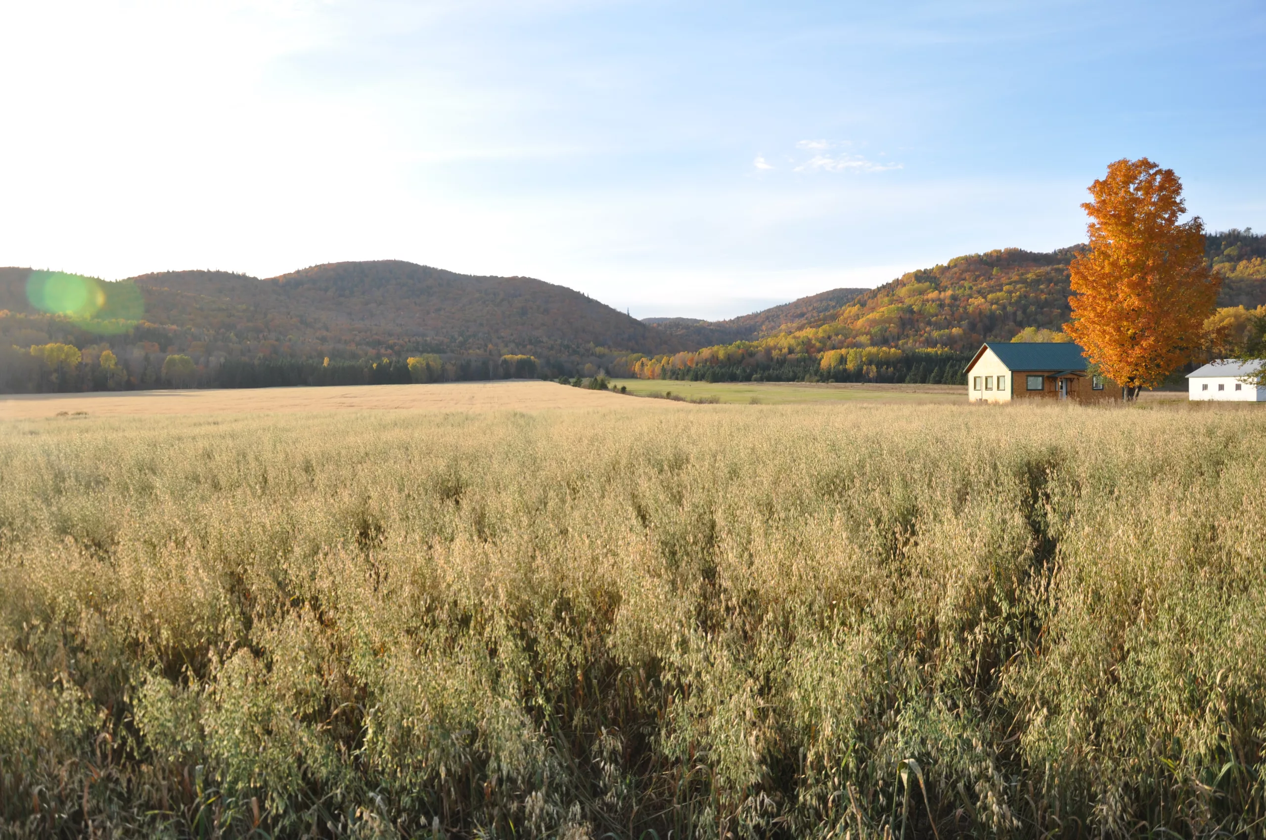 Un champs avec une ferme
