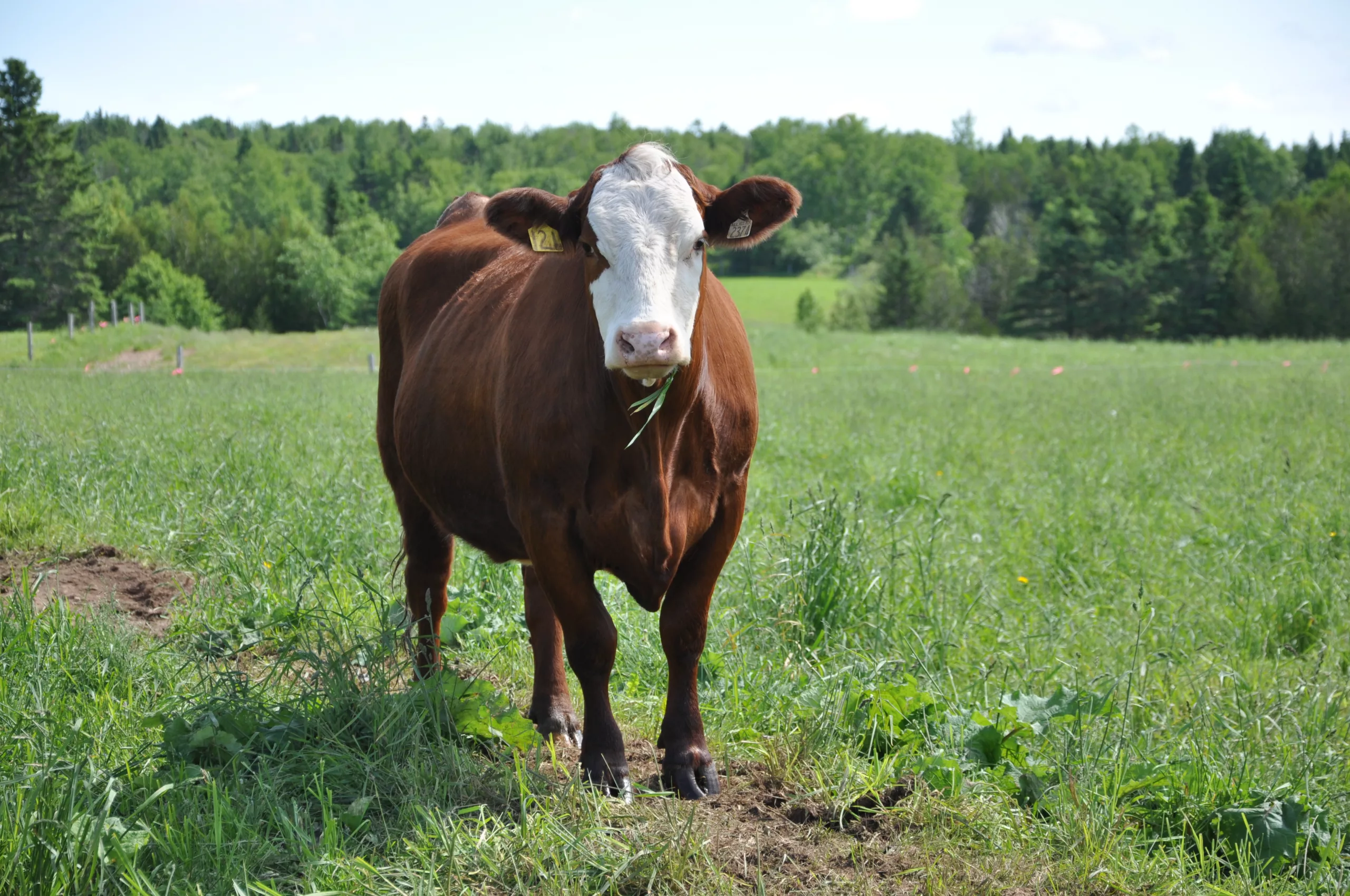 Une vache dans un champs