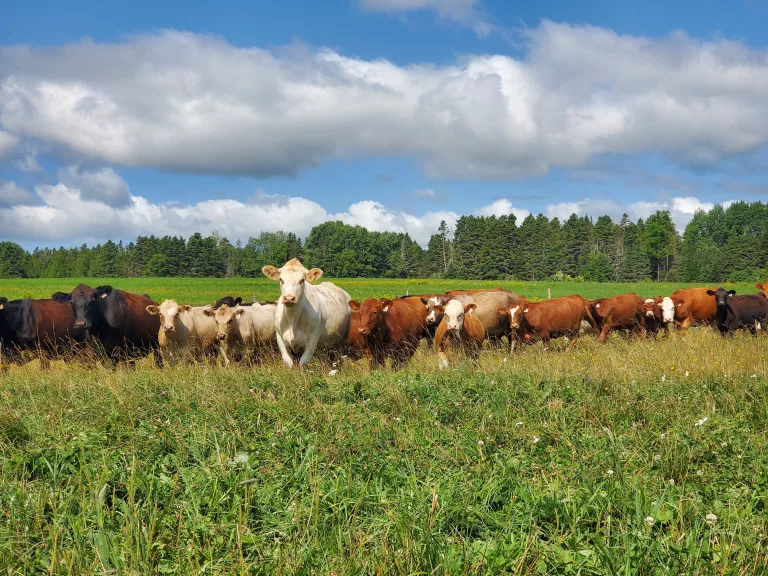 Des vaches dans un champs