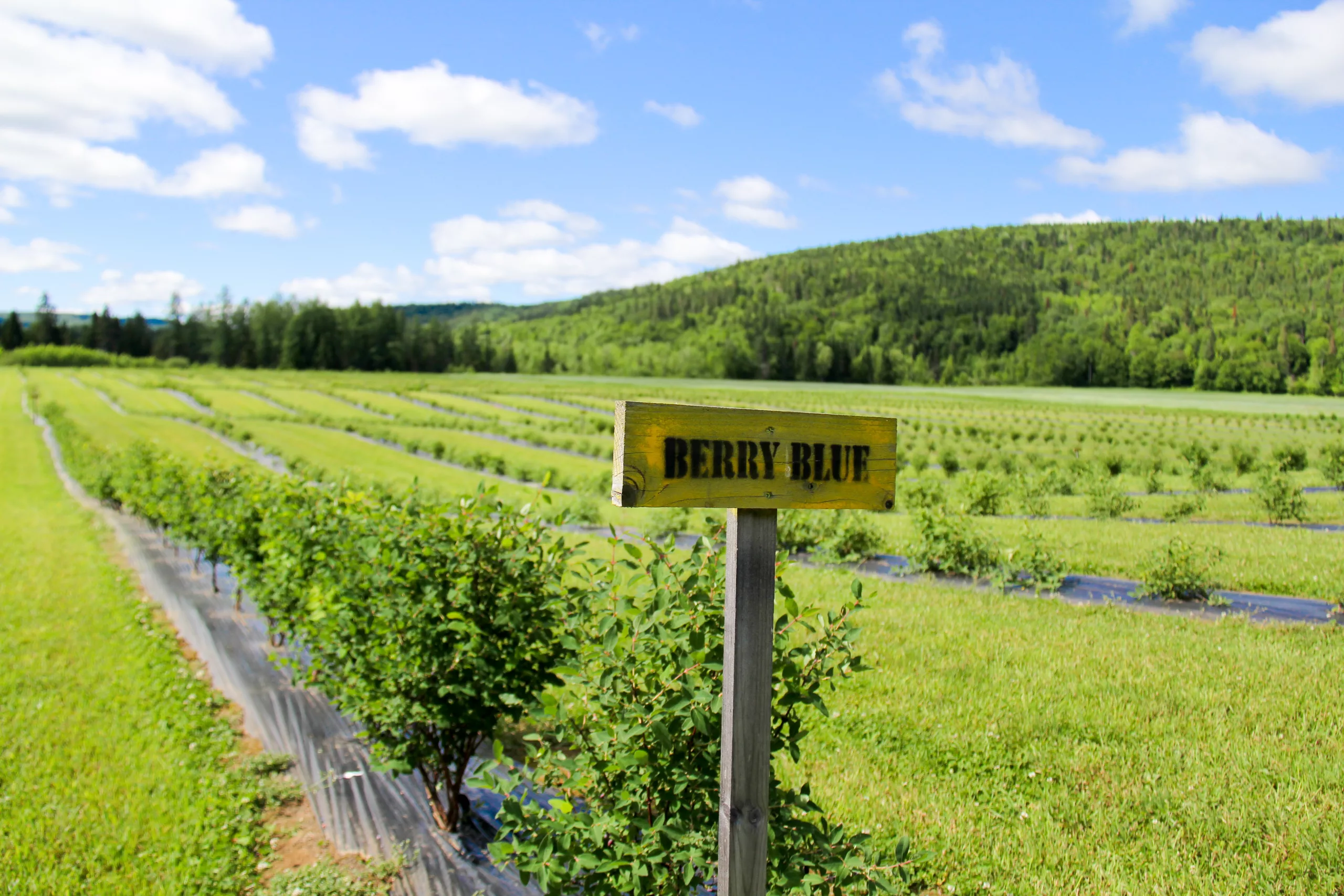 Une pancarte dans un champs