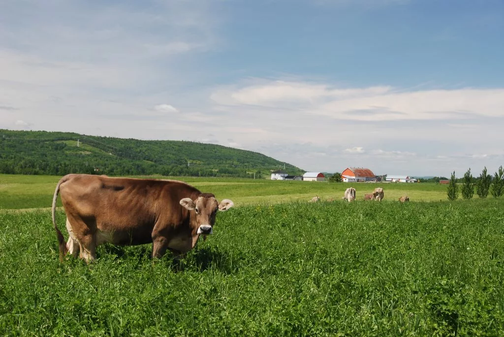 Une vache dans un champ du Québec